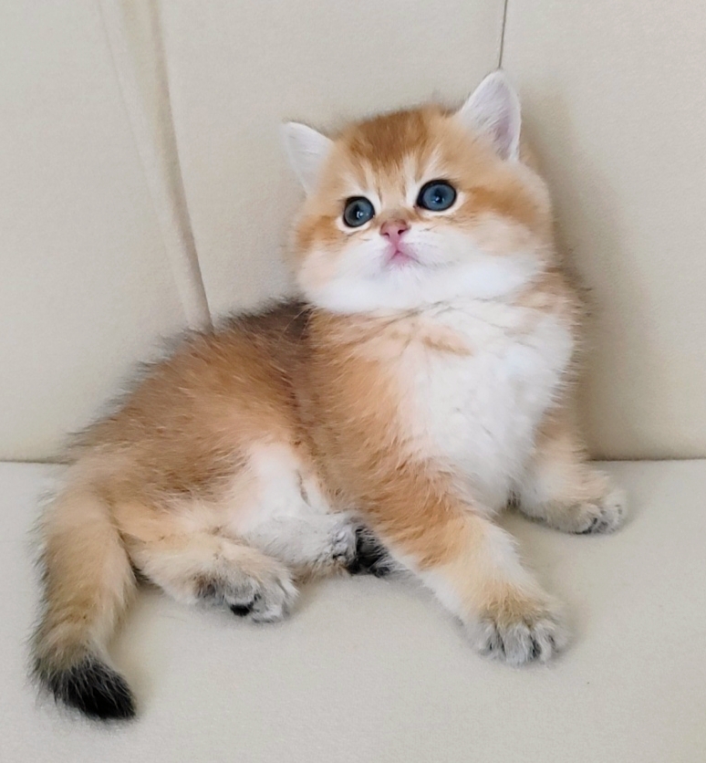 British Shorthair Golden Full Şecereli Dişi Yavru