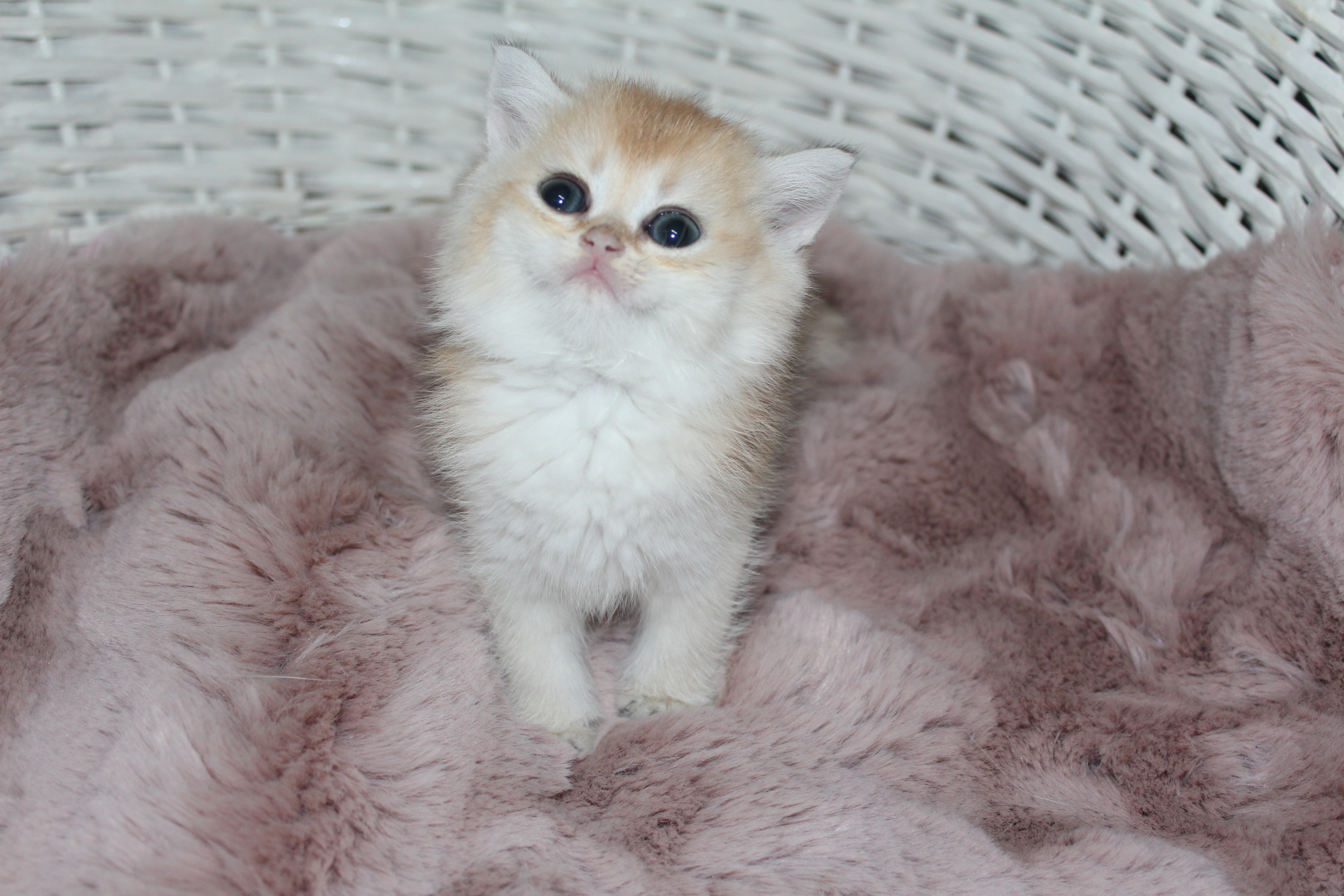 Aksaray’da Sahiplenilmeyi Bekleyen Tatlı Kedi