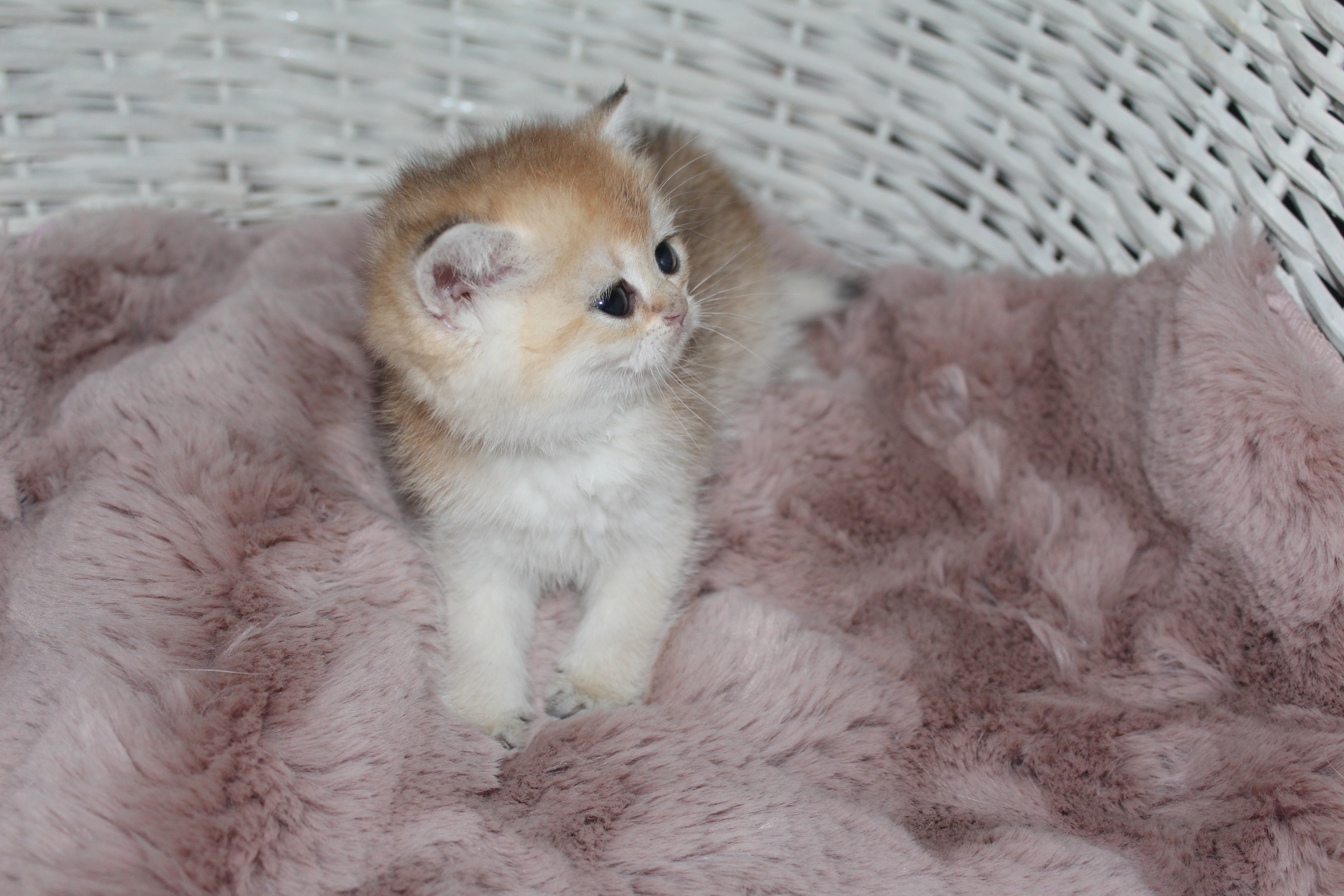 Ardahan’da Sıcacık Bir Yuva Arayan Tatlı Kedi