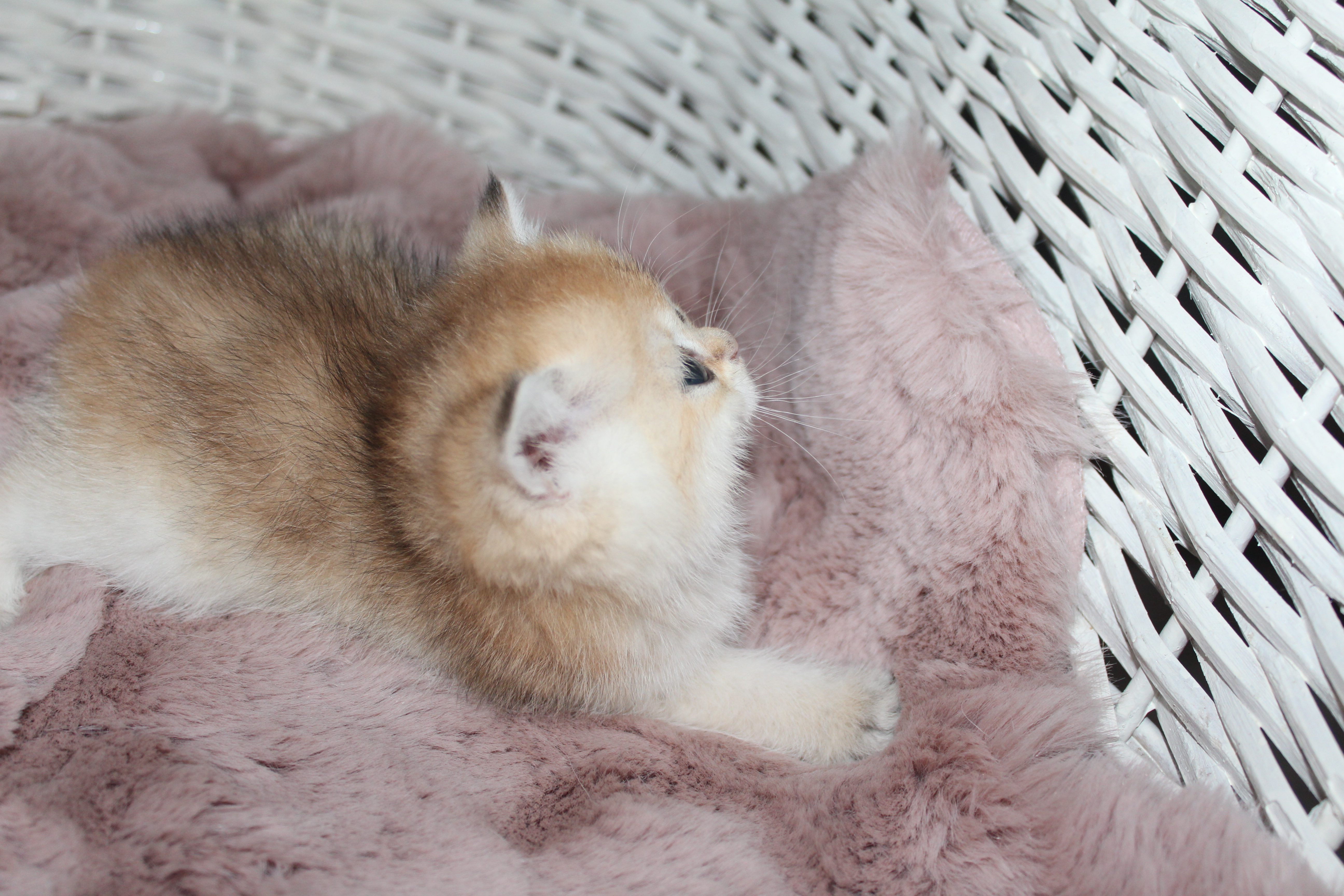 Balıkesir’de İyi Bir Aileye Gitmeyi Bekleyen Kedi