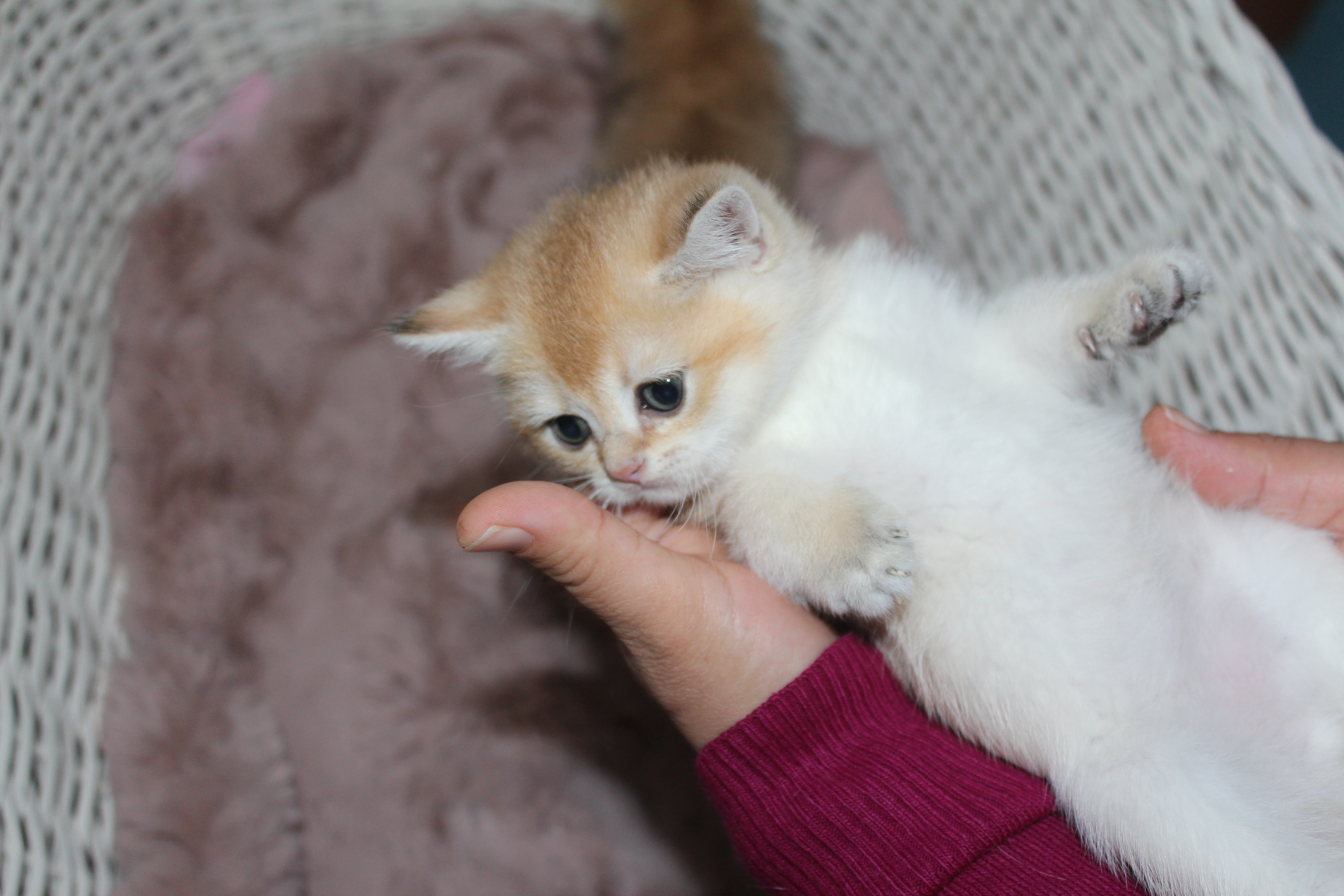 Bitlis’te Güvenilir Bir Eve Gidecek Tatlı Kedi