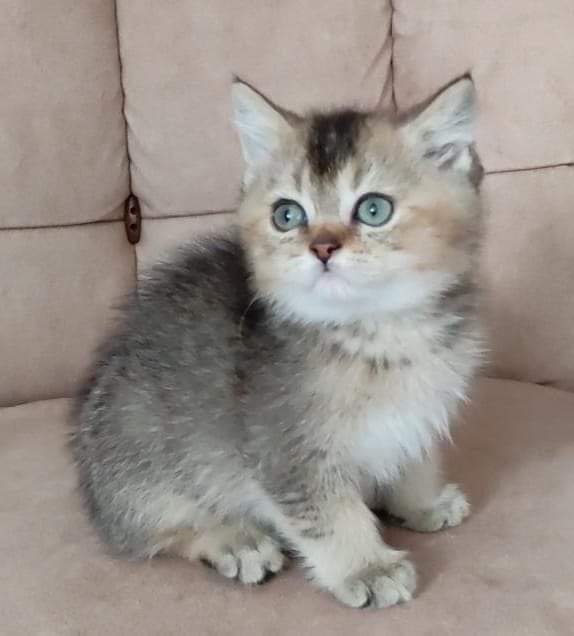 Gaziantep’te Sıcak Bir Yuva Arayan Sevimli Köpek