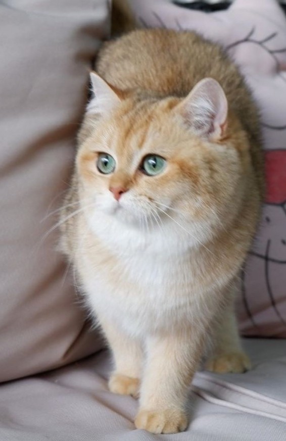 Muğla’da Sevgi Göreceği Bir Yuva Arayan Kedi