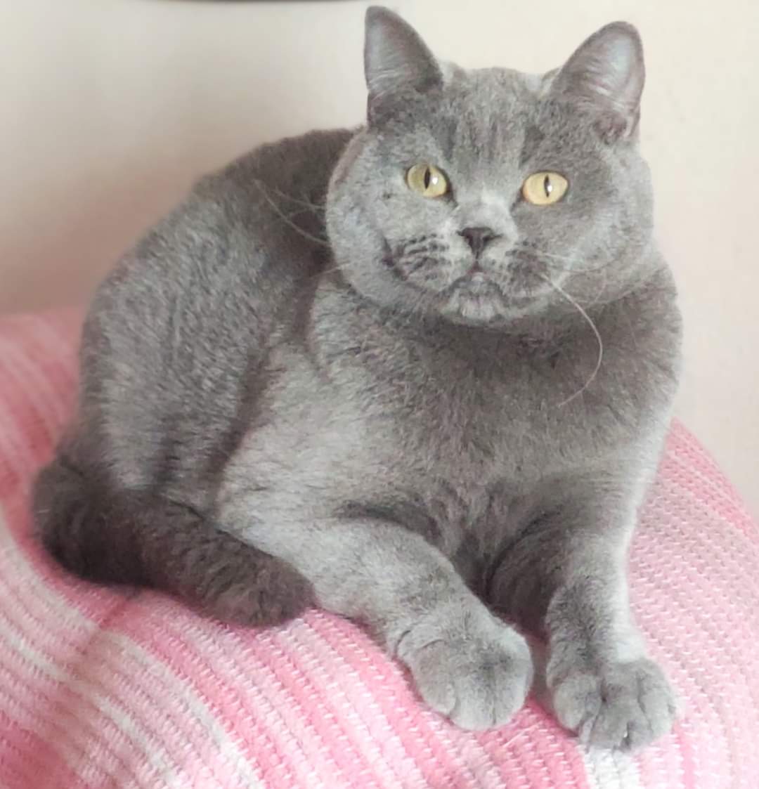 Nevşehir’de Huzurlu Bir Eve Gidecek Sevimli Kedi