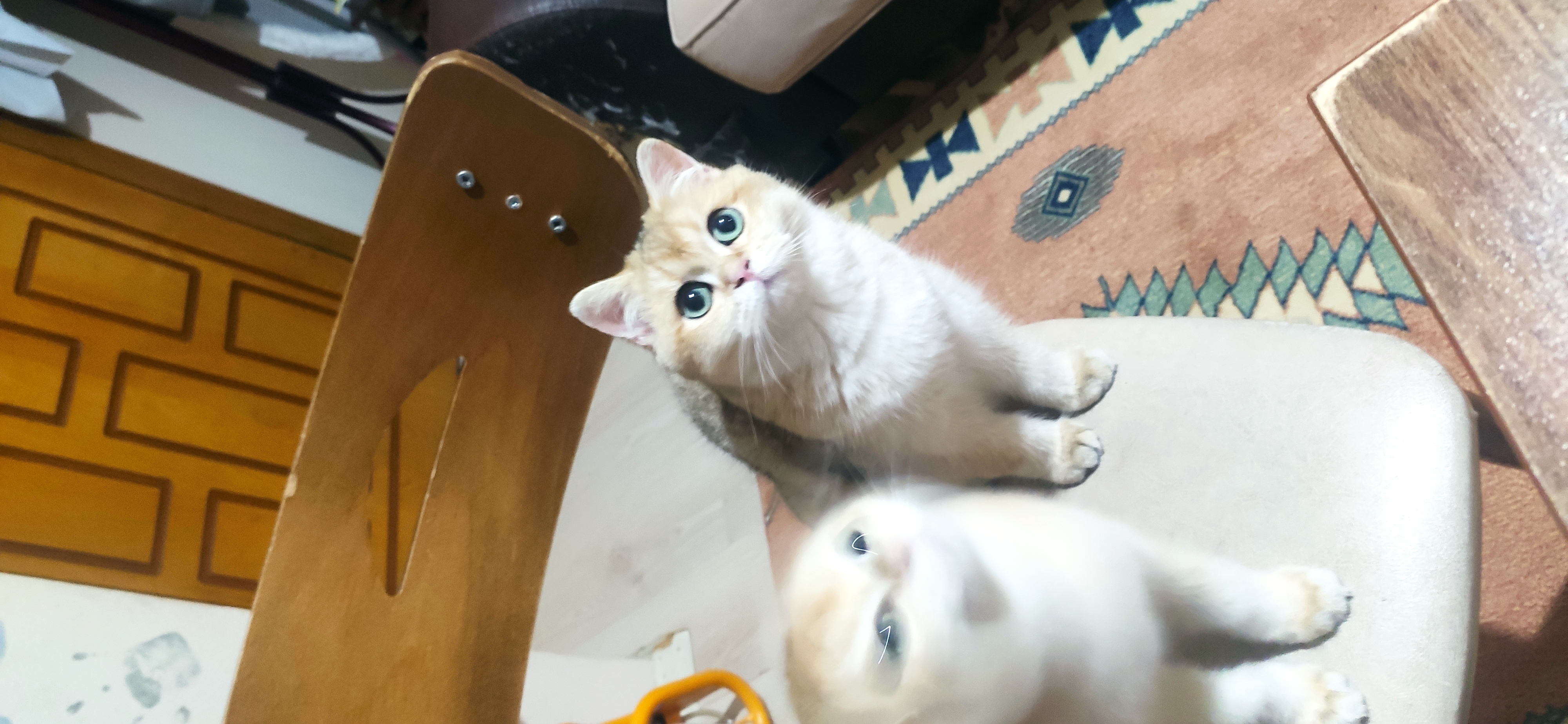 Sivas’ta Sahibine Bağlanacak Sevimli Köpeğe Yuva Arıyoruz